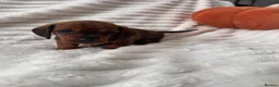 Dachshund dogs for sale: Stuning Kc registered dachshund puppies - Advert 9