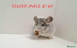 Chinchilla rodents for sale: STUNNING BABIES CHINCHILLA MIX COLOURS AND GENDER  - Image 6