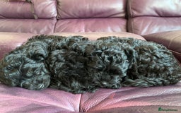 Cavapoo dogs for sale: Stunning premium F1 Cavapoos 🥰 DNR tested parents - Image 9