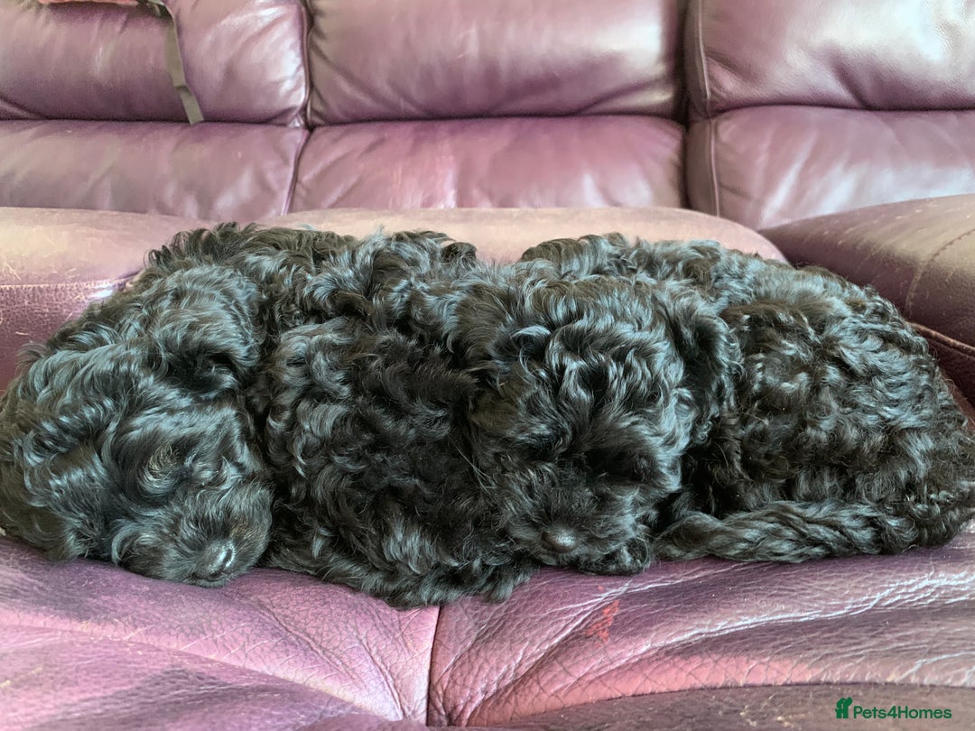 Cavapoo dogs for sale: Stunning premium F1 Cavapoos 🥰 DNR tested parents - Image 9