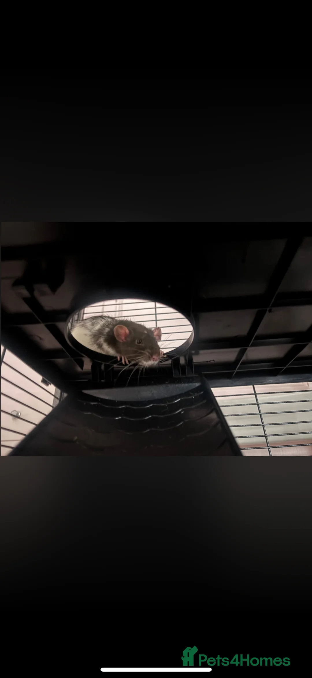 Rat rodents for sale: 13 week old male rat looking for a loving home ❤️ in Queenborough - Advert 2