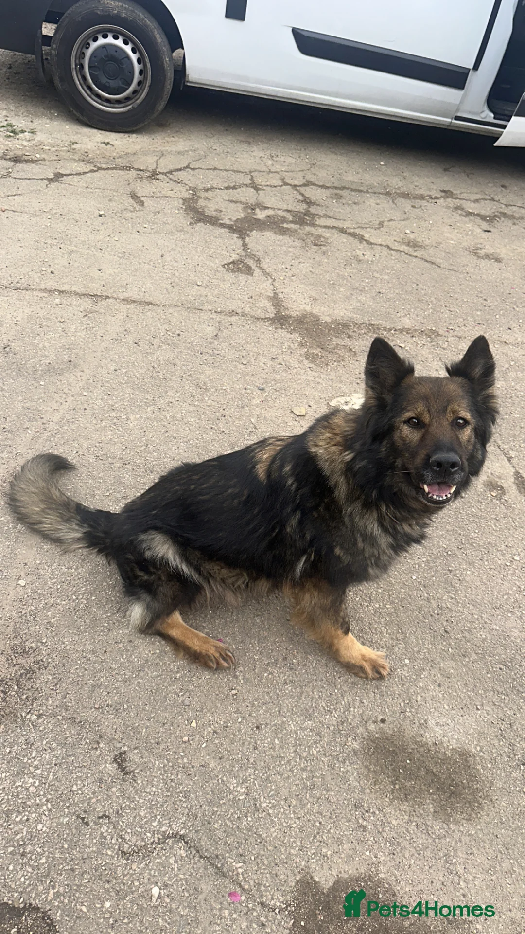 German Shepherd dogs for sale: German shepherd in London - Advert 2