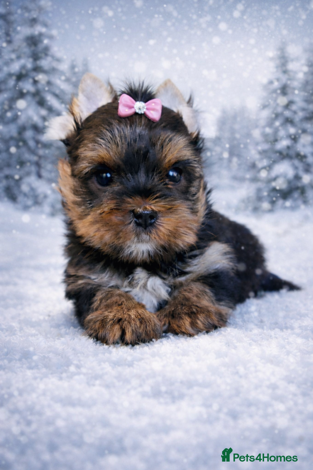 Yorkshire Terrier dogs for sale: Yorkshire Terrier  - Advert 12