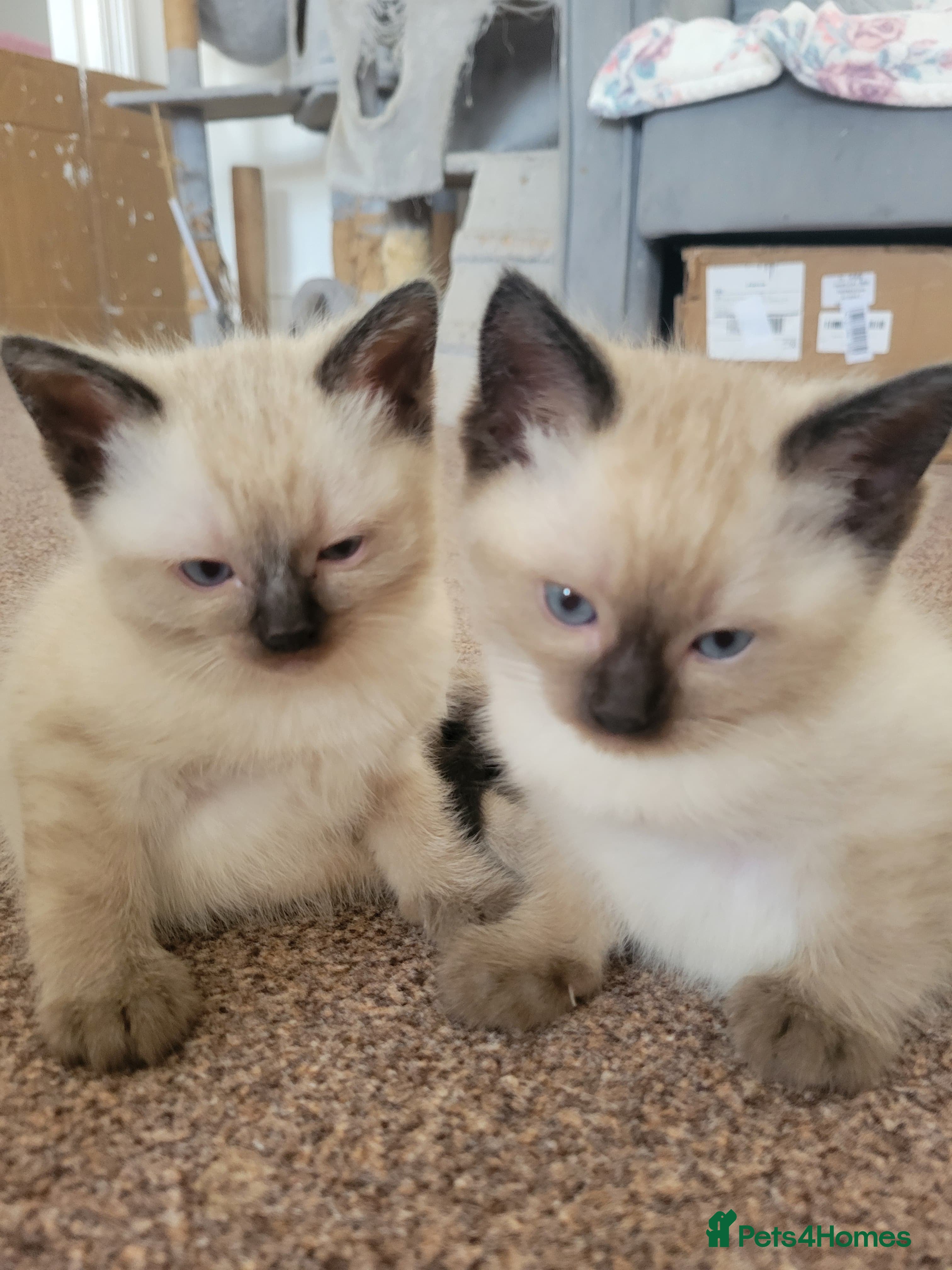 Ragamese cats Gorgeous Ragdoll x Siamese Kittens - Advert 1