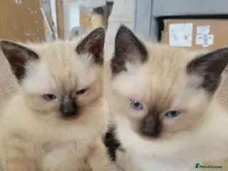 Ragamese cats Gorgeous Ragdoll x Siamese Kittens - Advert 1