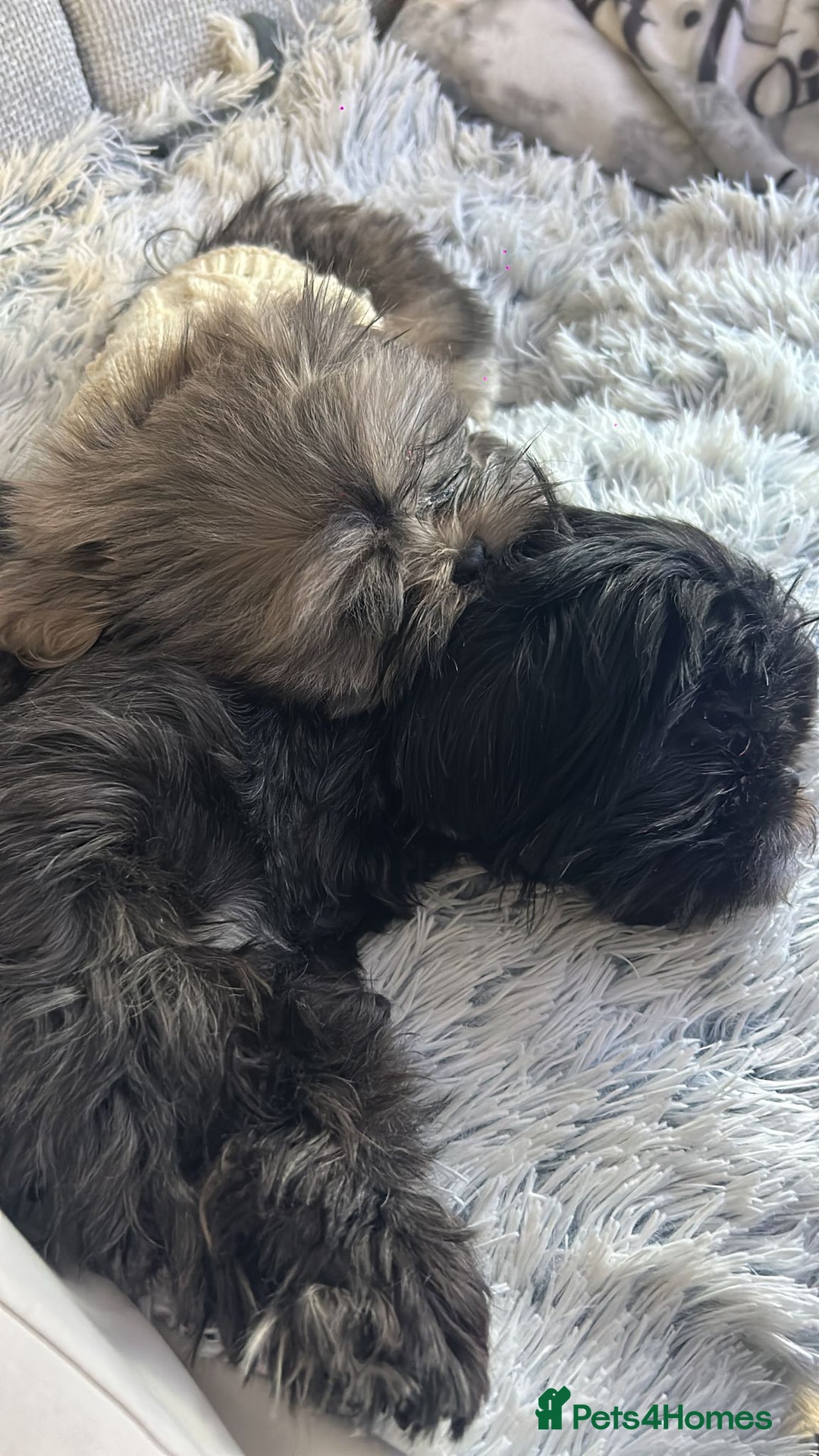 Shih Tzu dogs for sale: SHIT TZU grey puppy - Advert 15