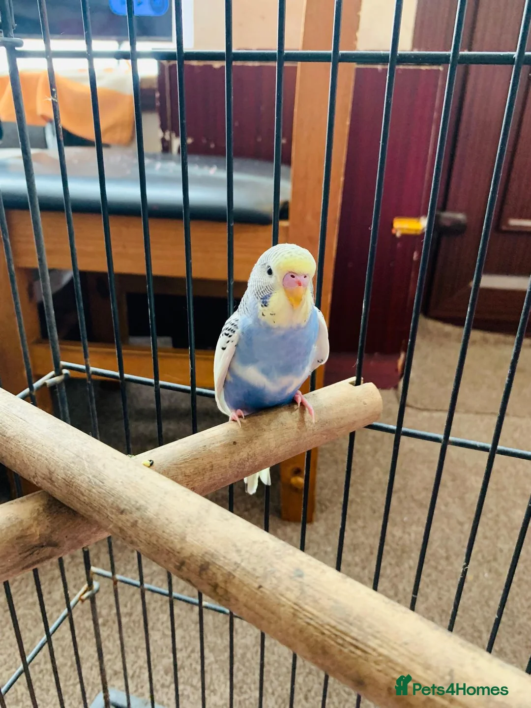 Budgerigars birds for sale: Female budgie with cage and food in Birmingham - Advert 6
