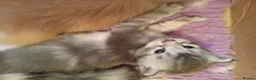 Maine Coon cats for sale: Fully health tested, Tica registered - Advert 8