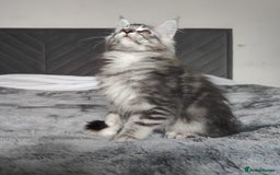 Maine Coon cats for sale: European Maine coon Kittens - Image 8