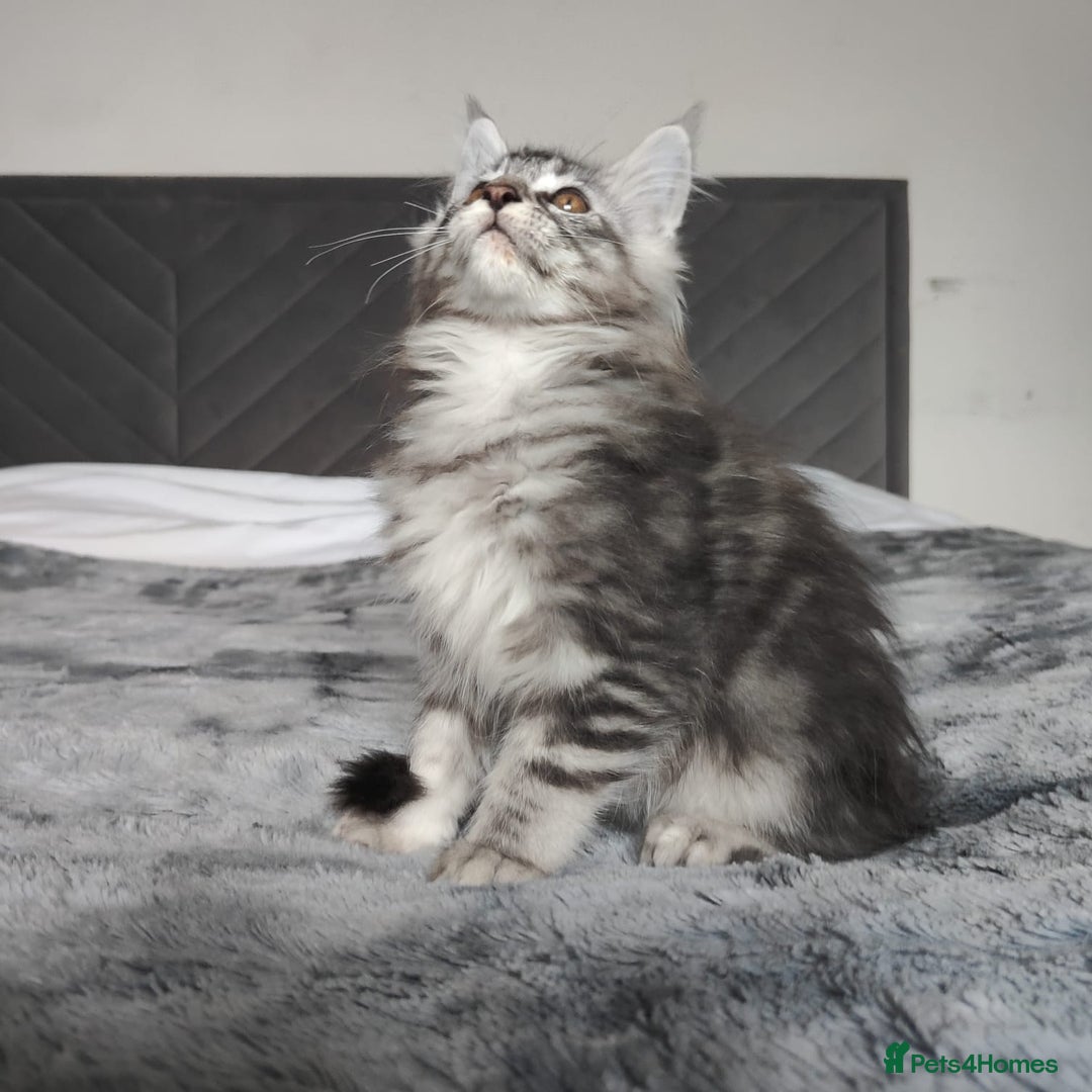 Maine Coon cats for sale: European Maine coon Kittens - Image 8