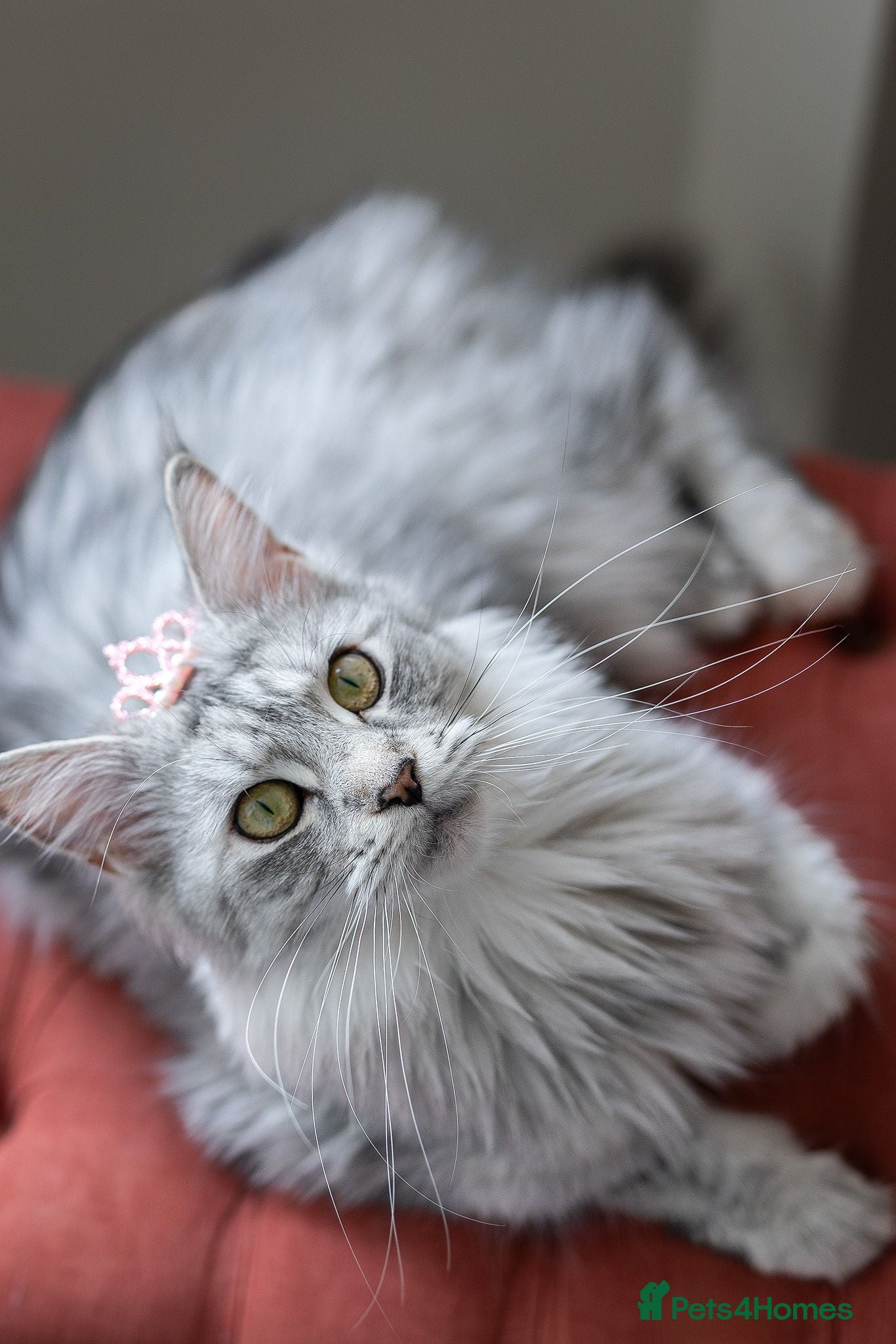 Maine Coon cats GCCF kittens champion line & outstanding pedigree - Advert 6
