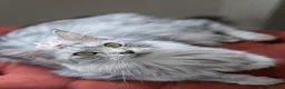 Maine Coon cats for sale: GCCF kittens champion line & outstanding pedigree - Advert 3