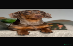 Dachshund dogs for sale: Gorgeous Dappled Dachshund Boy - Image 8