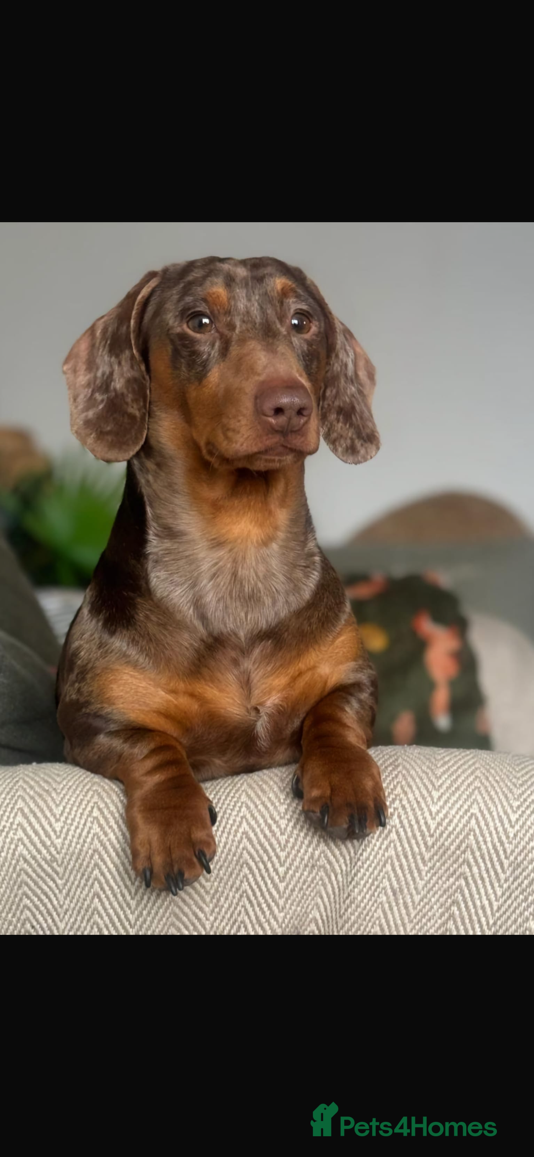 Dachshund dogs for sale: Gorgeous Dappled Dachshund Boy - Image 8
