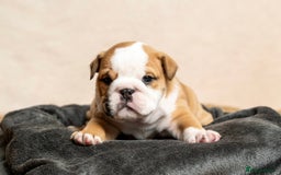 English Bulldog dogs for sale: Beautiful British Bulldog’s  - Image 11