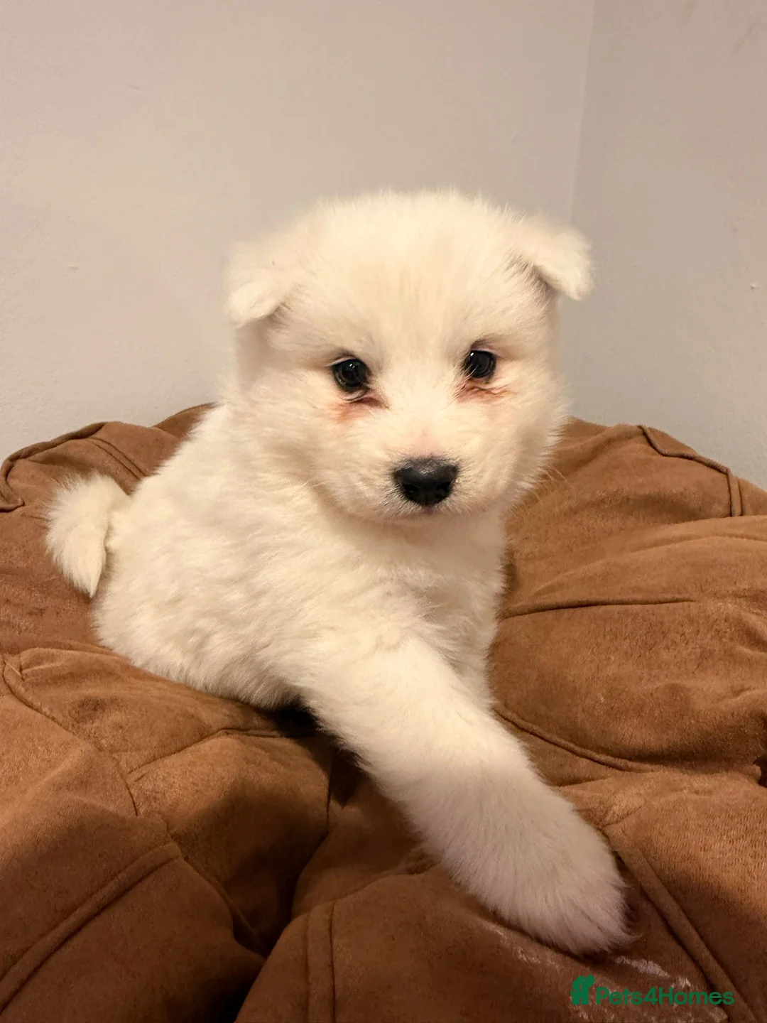 Samoyed dogs for sale: Samoyed Puppies for Sale - Advert 11