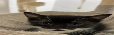 Mixed Breed Kitten 2