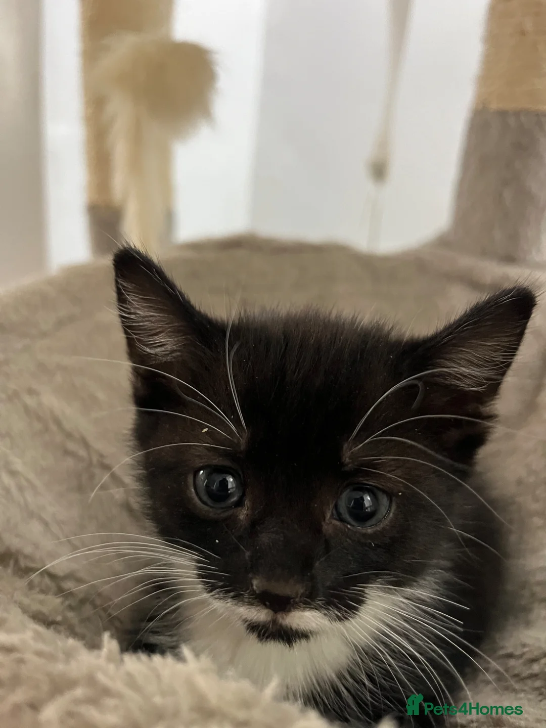 Mixed Breed cats for sale: Stunning kittens ready to find new loving homes  - Advert 12