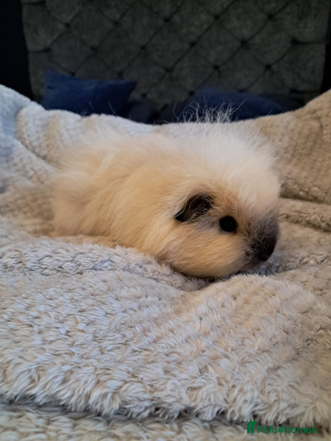 Guinea Pig rodents for sale: Two females and full set up - Advert 6