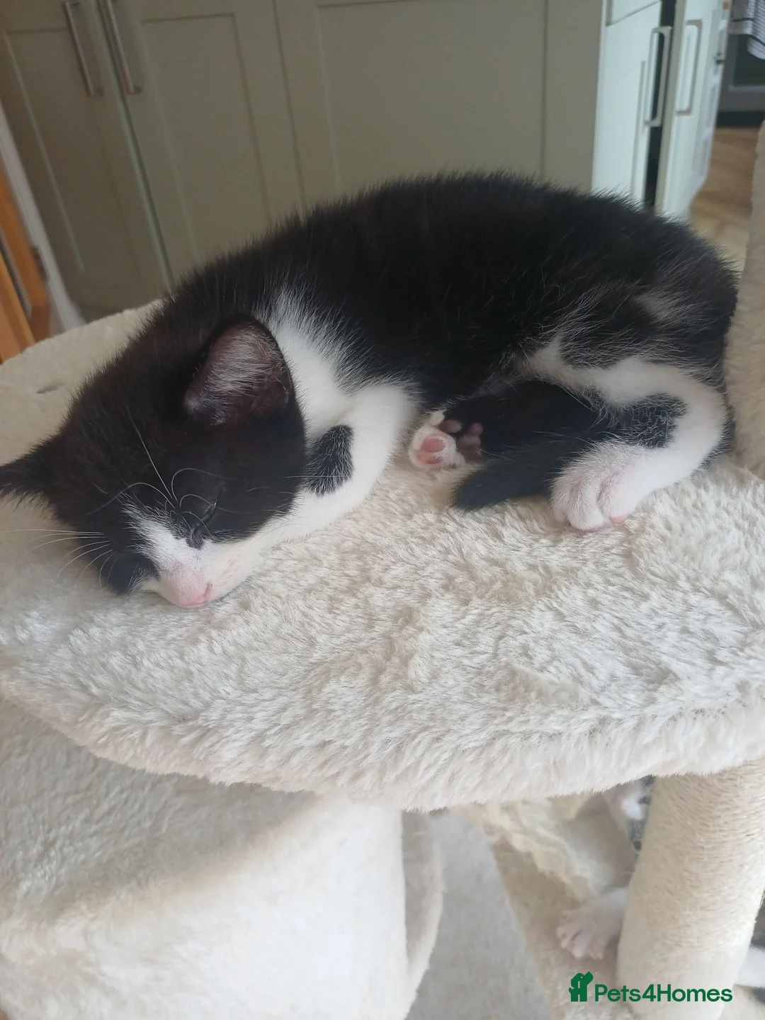 Mixed Breed cats for sale: 2 beautiful kittens  in Broadstone - Advert 2