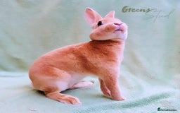 Rex rabbits for sale: Show Quality Mini Rex Orange Buck - Image 3