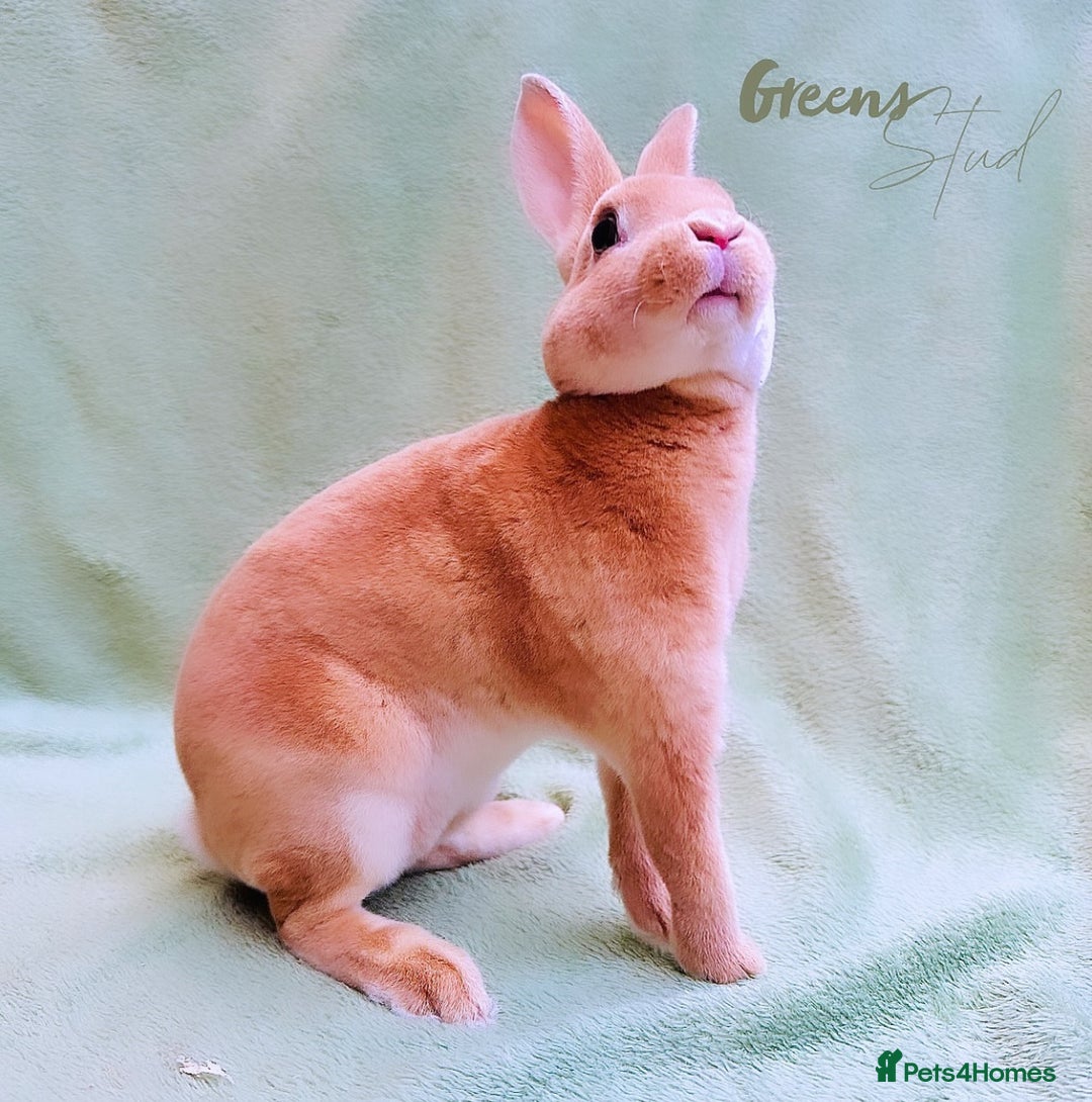 Rex rabbits for sale: Show Quality Mini Rex Orange Buck - Image 3