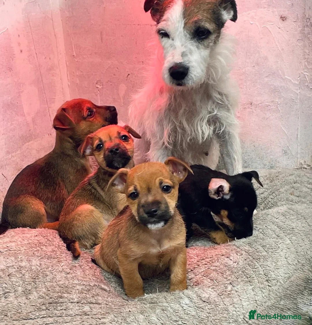 Jack Russell dogs for sale: Jack Russel puppy’s  in Leeds - Advert 6