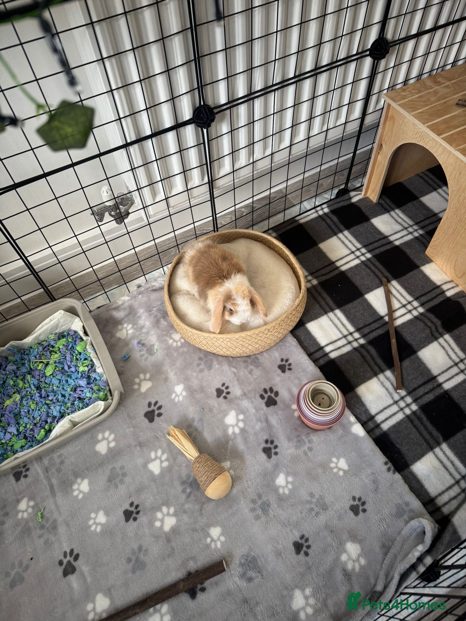 Mini Lop rabbits Rehoming - Advert 1