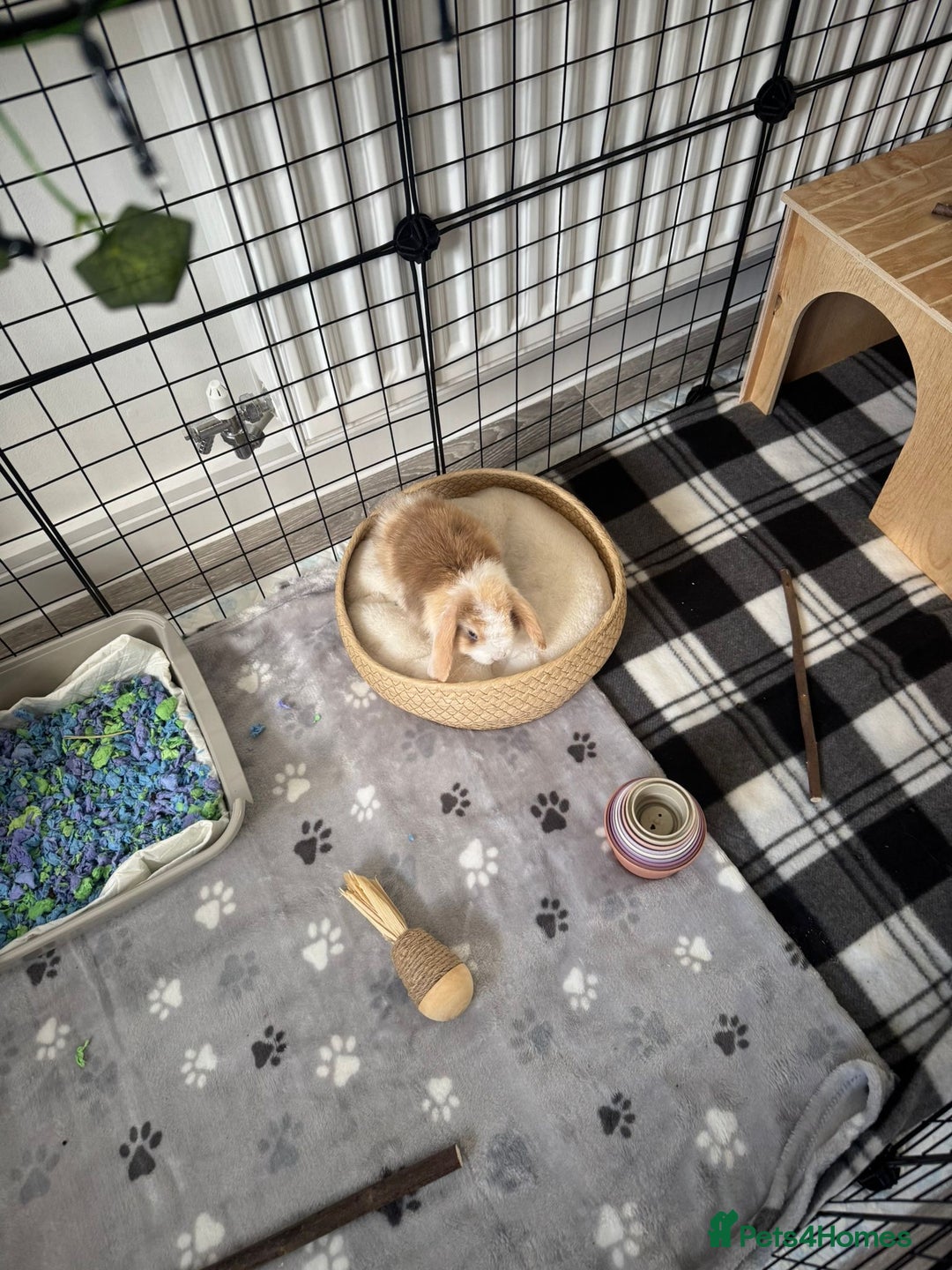 Mini Lop rabbits for sale: Rehoming - Advert 1