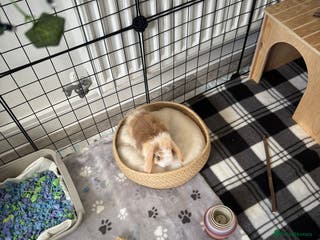 Mini Lop rabbits Rehoming - Advert 1