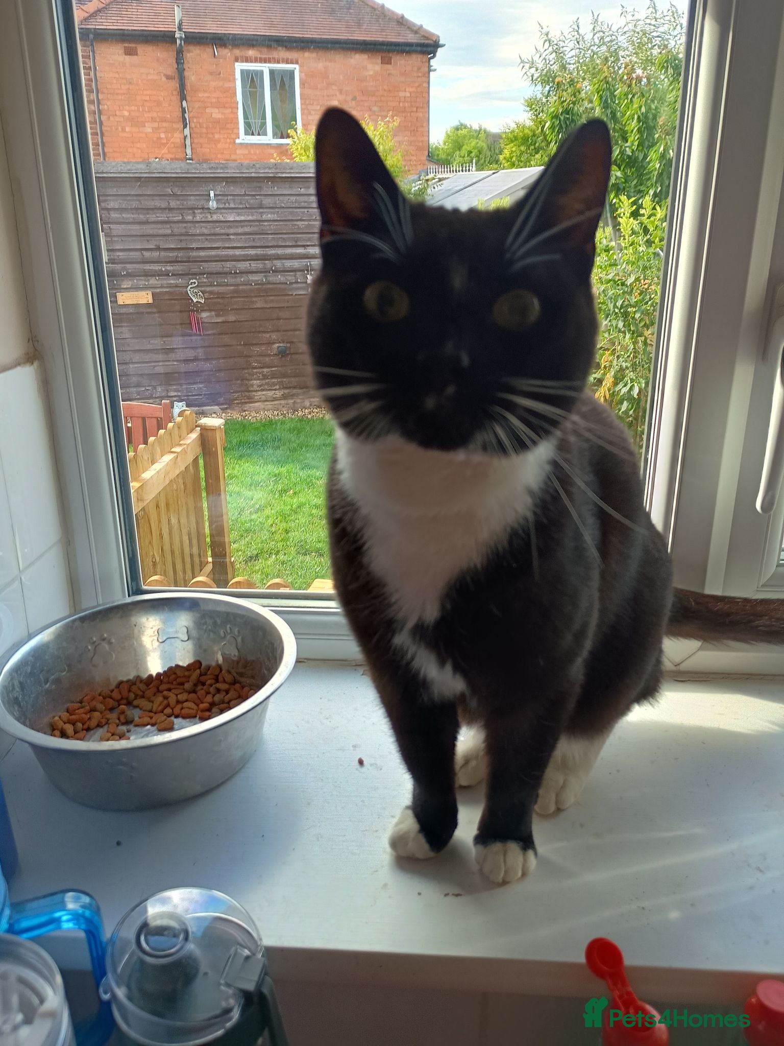 Mixed Breed cats 2 male cats free to loving home only - Advert 20