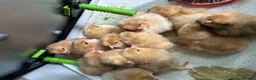 Chickens poultry for sale: Great Hybrid Chicks in Coventry - Advert 3