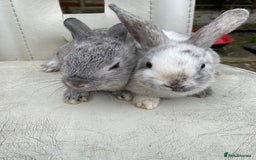 Mixed Breed rabbits for sale: Adorable Grey Male Bunny For Sale! - Image 1