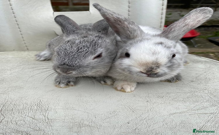 Mixed Breed rabbits - Advert 1