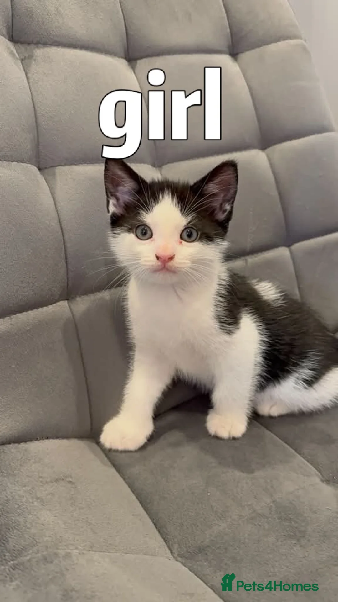Mixed Breed cats for sale: Kittens for sale  - Advert 2