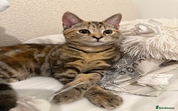 Mixed Breed cats for sale: Looking for a Loving Home for My Cat 🐾 - Image 4