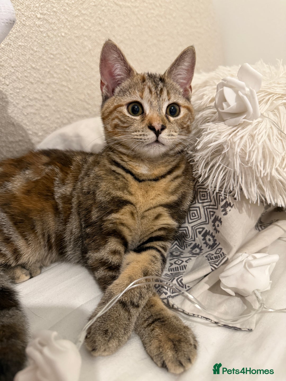 Mixed Breed cats for sale: Looking for a Loving Home for My Cat 🐾 - Image 4