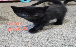 Maine Coon cats for sale: FLUFFY TABBY PART MAINE COON KITTENS - Image 5