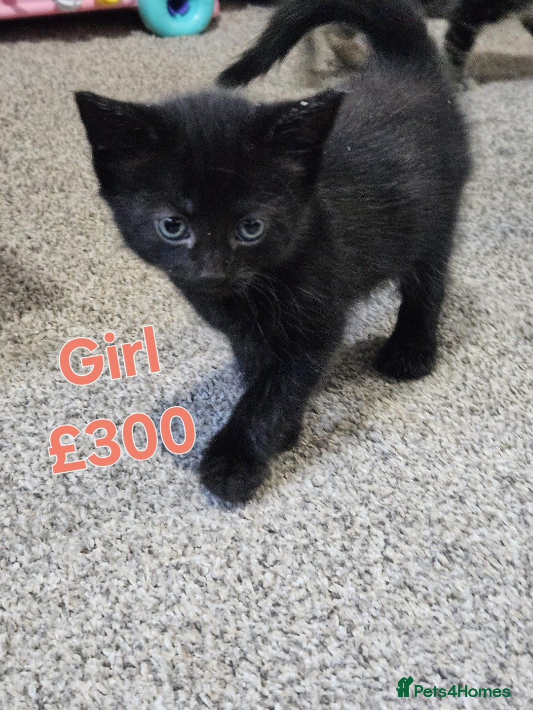 Maine Coon cats for sale: FLUFFY TABBY PART MAINE COON KITTENS - Image 5