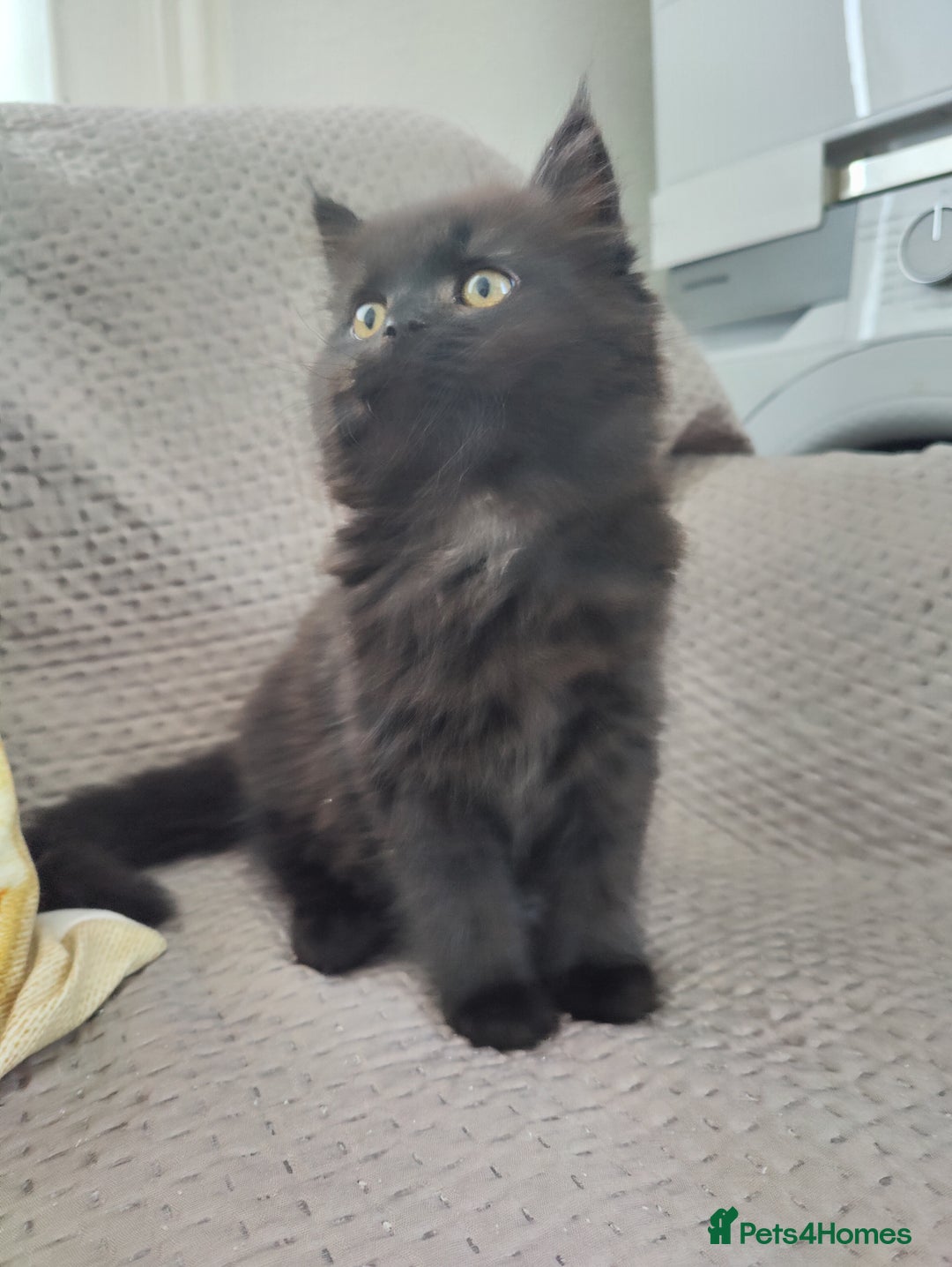 Mixed Breed cats for sale: Persian Mix kittens  - Advert 12