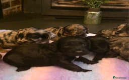 Cockapoo dogs for sale: Gorgeous Cockerpoo Puppies  - Image 6