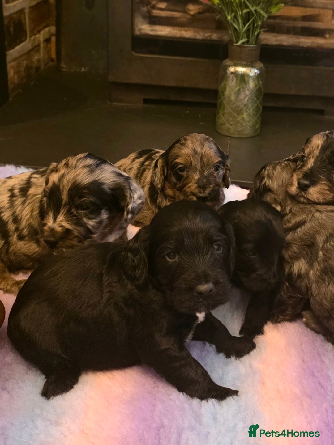 Cockapoo dogs for sale: Gorgeous Cockerpoo Puppies  - Image 6
