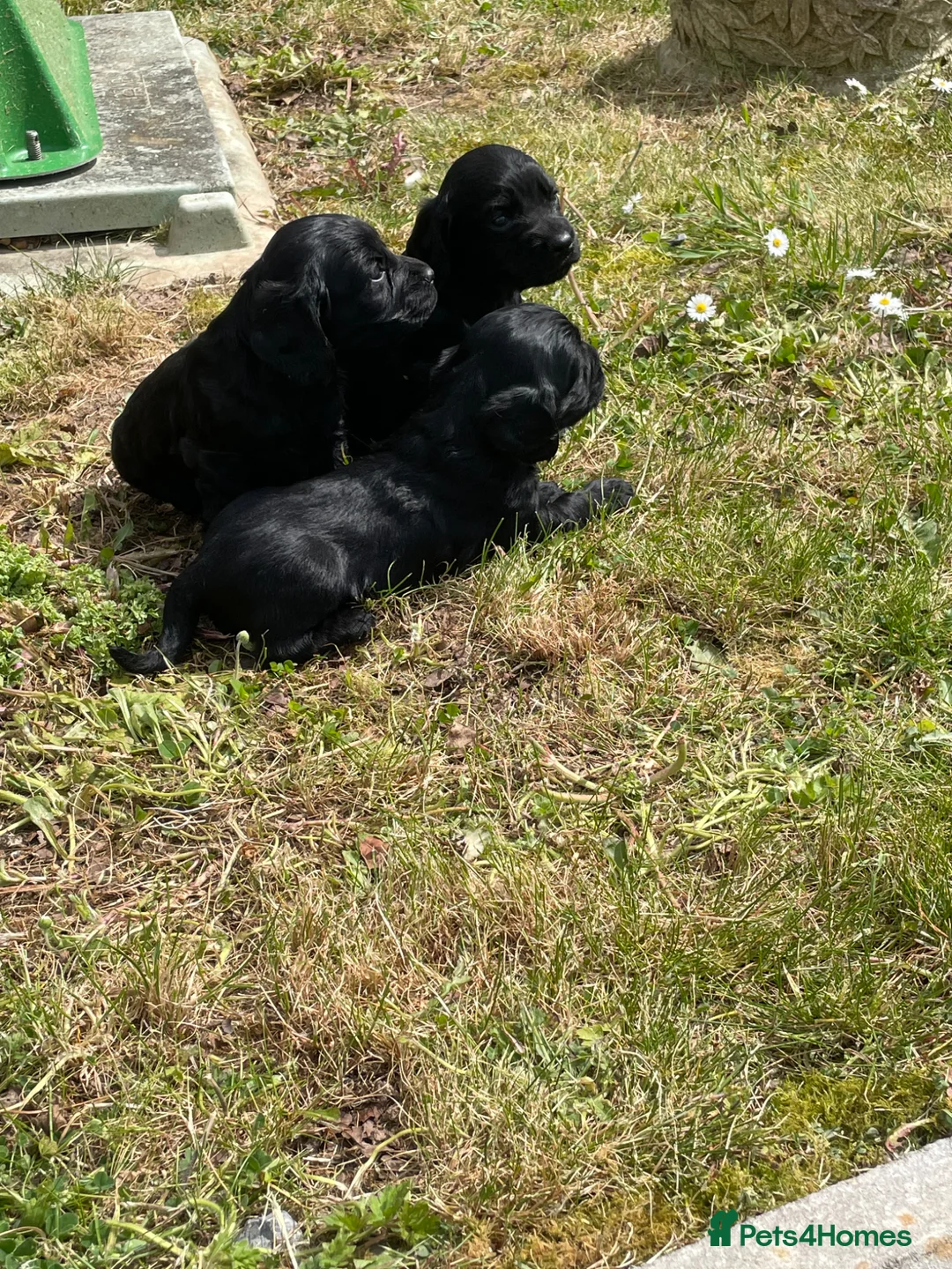 Cocker Spaniel dogs for sale: Full breed cocker spaniels puppies  - Advert 10