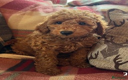 Miniature Poodle dogs for sale: KC reg Red mini poodle boy Ready now - Image 1