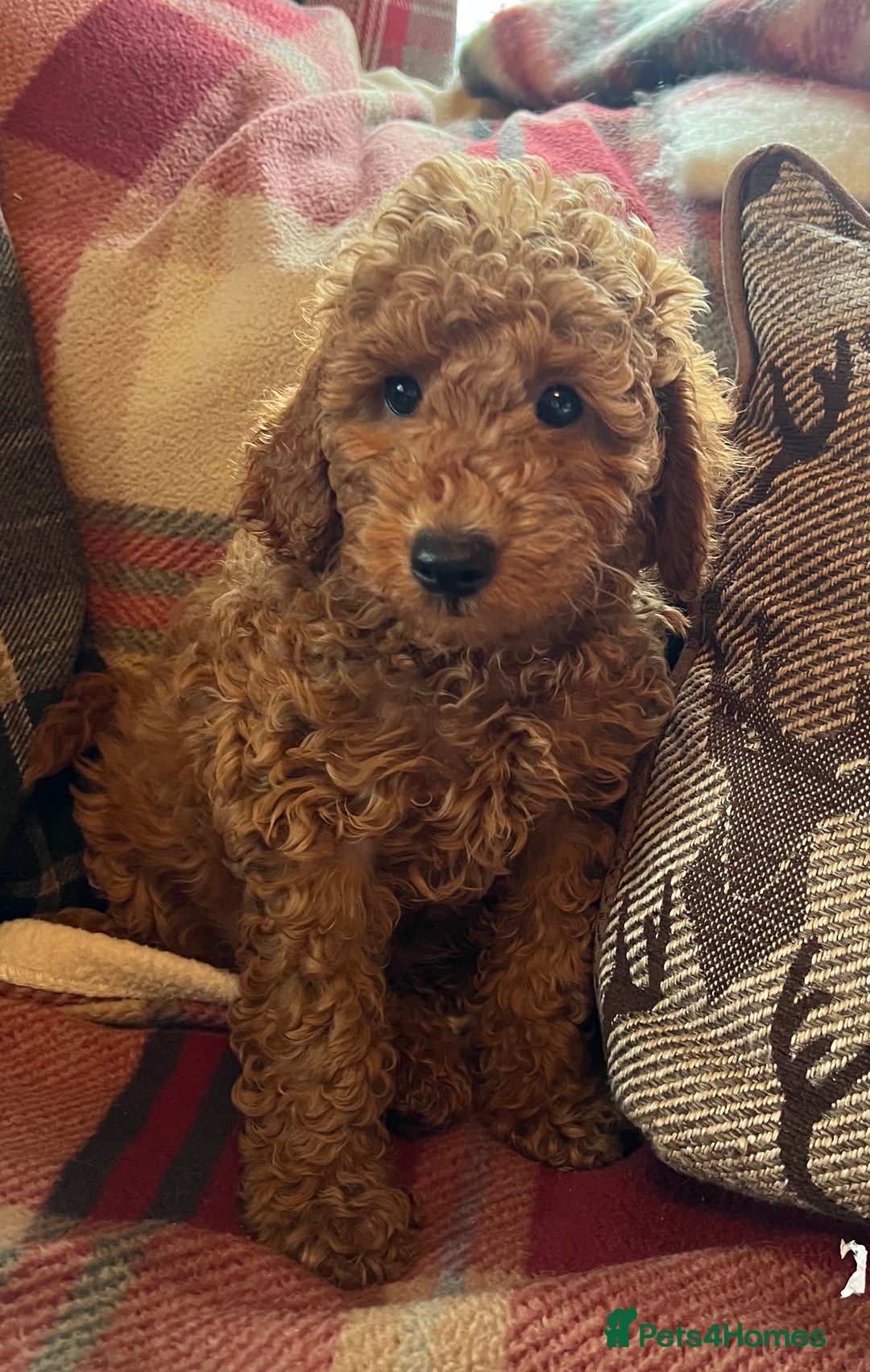 Miniature Poodle dogs for sale: KC reg Red mini poodle boy Ready now - Image 1