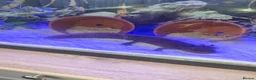 Axolotl reptiles for sale: Bert and Ernie  full set up for sale  in Corby - Advert 4