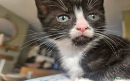 Mixed Breed cats for sale: 4 kittens looking for forever homes - Image 14