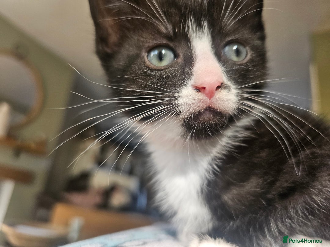 Mixed Breed cats for sale: 4 kittens looking for forever homes - Image 14