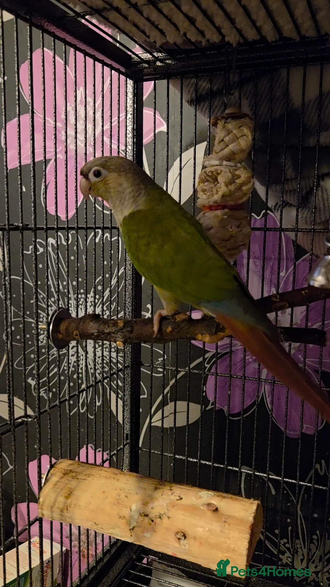 Conures birds for sale: Baby green cheek conures in Cramlington - Advert 2