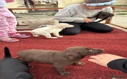 Labrador Retriever dogs for sale: Lab puppies  - Image 2